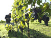 Die Weinlese