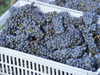 Die Weinlese