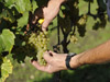 Die Weinlese