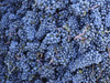 Die Weinlese